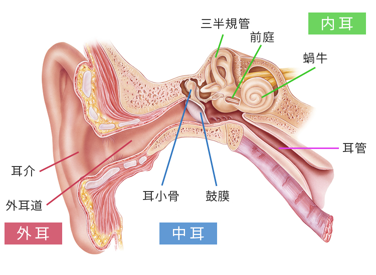 内耳　外耳　中耳　三半規管　前庭　蝸牛　耳管　耳小骨　鼓膜　耳介　外耳道